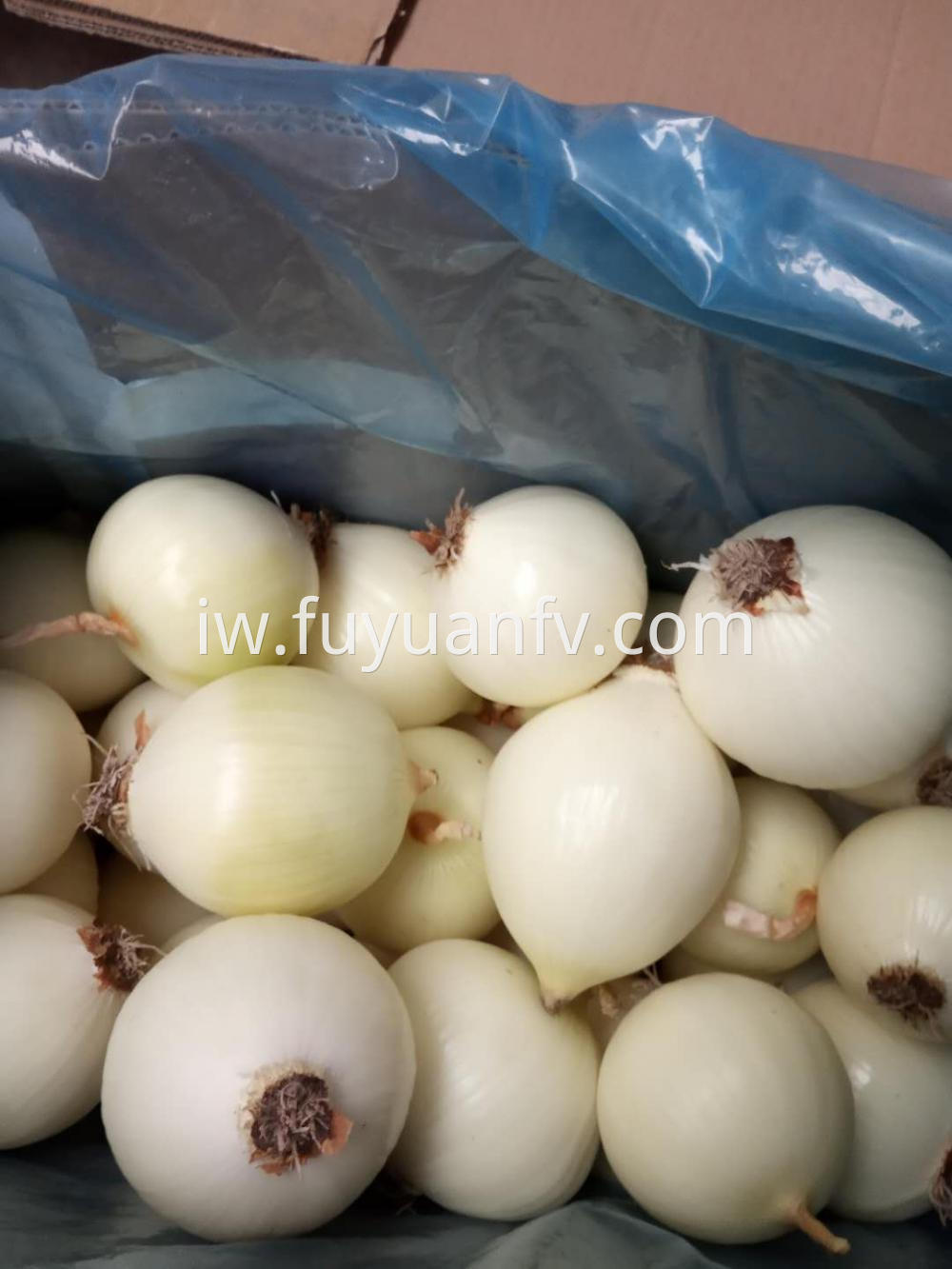Peeled Onion With Root And Head
